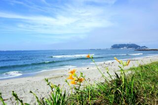 鎌倉の海岸と花